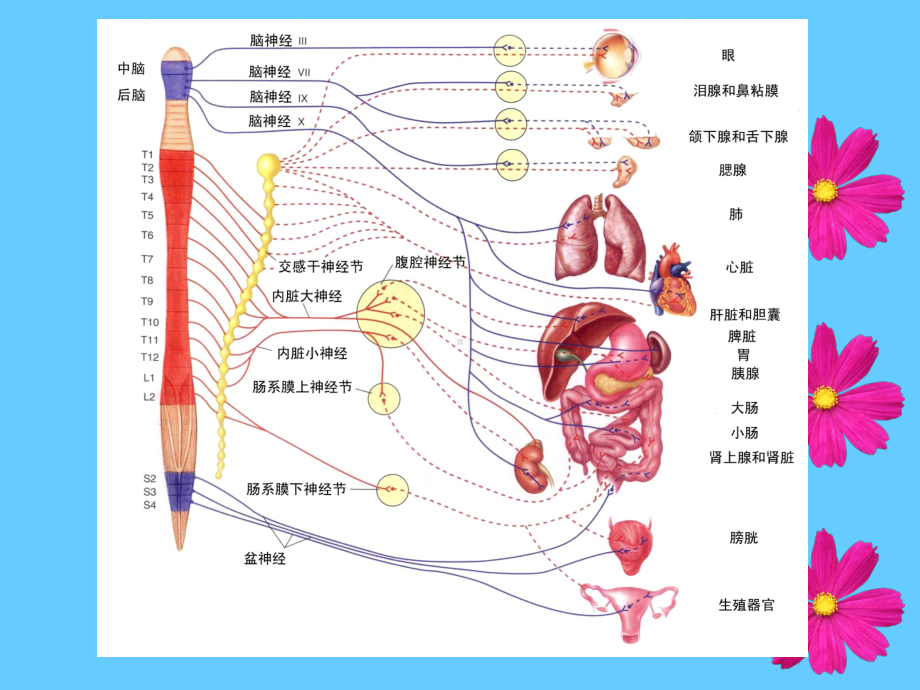 自主神经神经系统课件.ppt_第2页