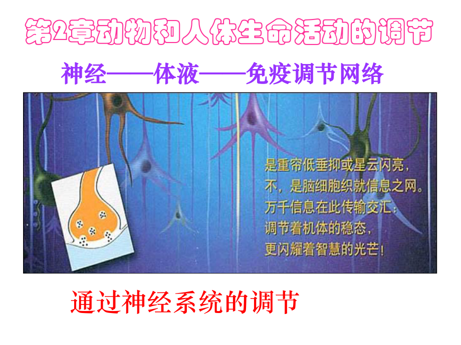 第一节通过神经系统的调节课件.ppt_第2页