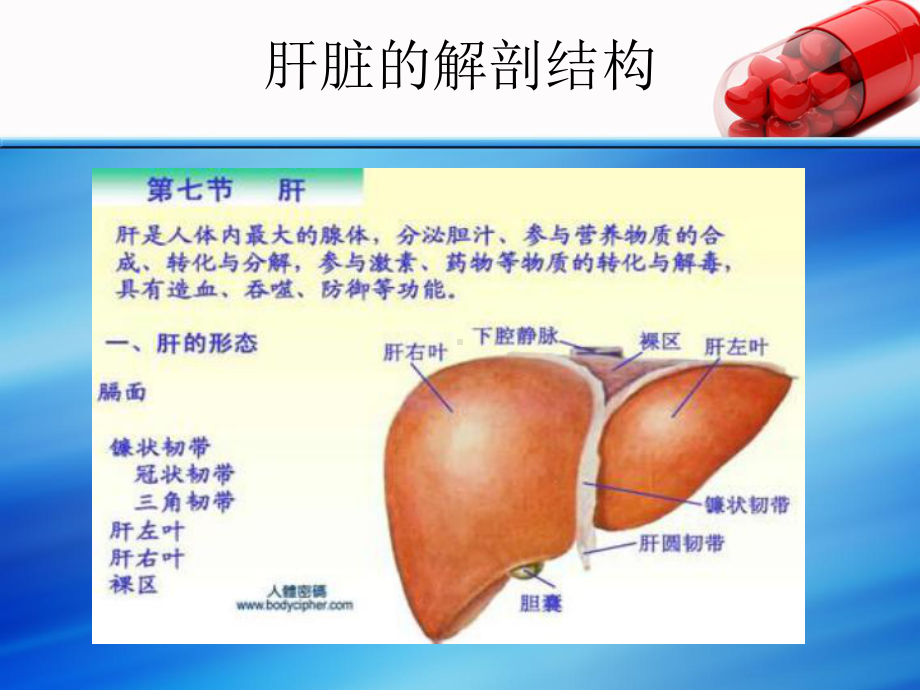 肝叶切除术后护理PPT课件.ppt_第2页