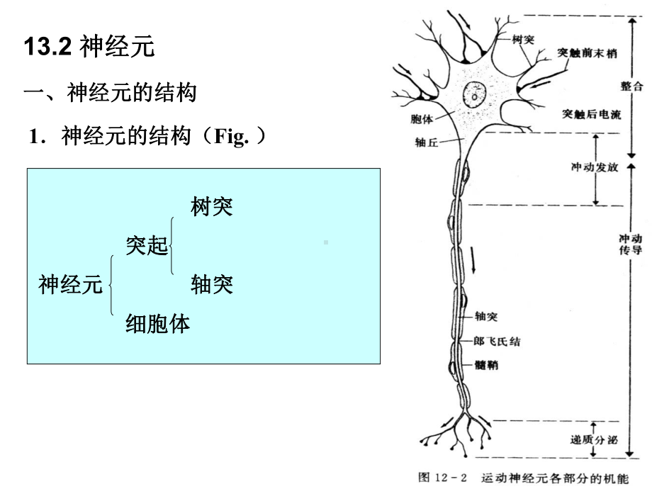 ppt课件-动物生理学第十三章神经系统的运动机能.ppt_第2页