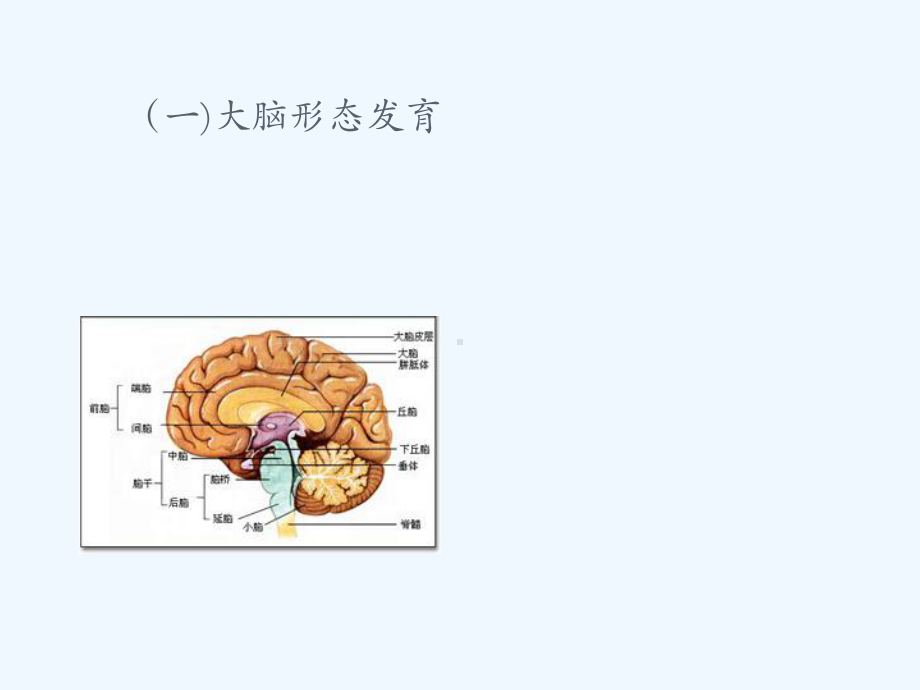 婴幼儿神经系统发育及检查方法课件.ppt_第3页