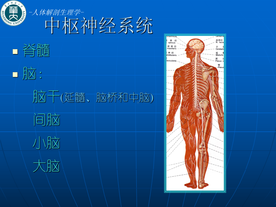 人体解剖生理学-第三章-神经系统解剖-ppt课课件.ppt_第3页