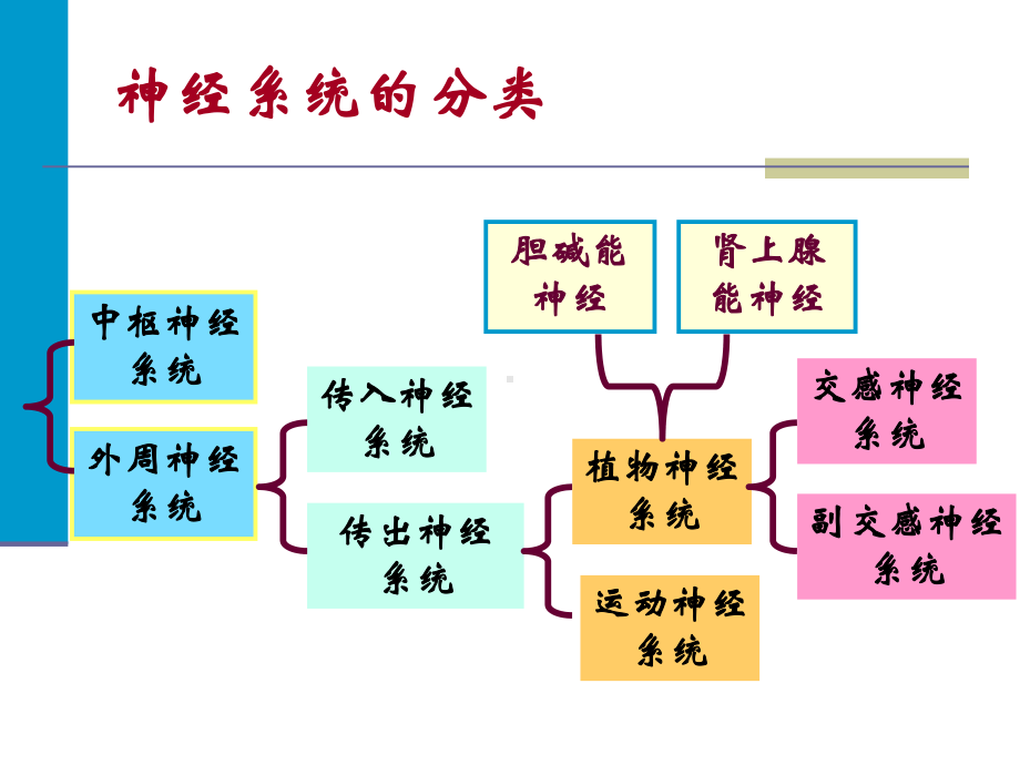 第三章-外周神经系统药物(12)课件.ppt_第2页