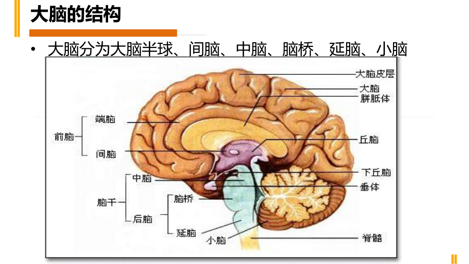 脑出血教学查房演示课件.pptx_第3页