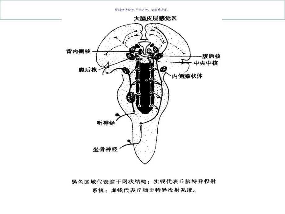 神经系统的感觉功能课件.ppt_第3页