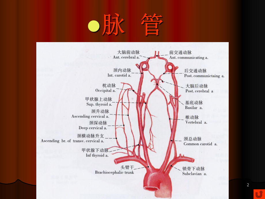 口腔颌面部系统解剖血管神经ppt课件.ppt_第2页