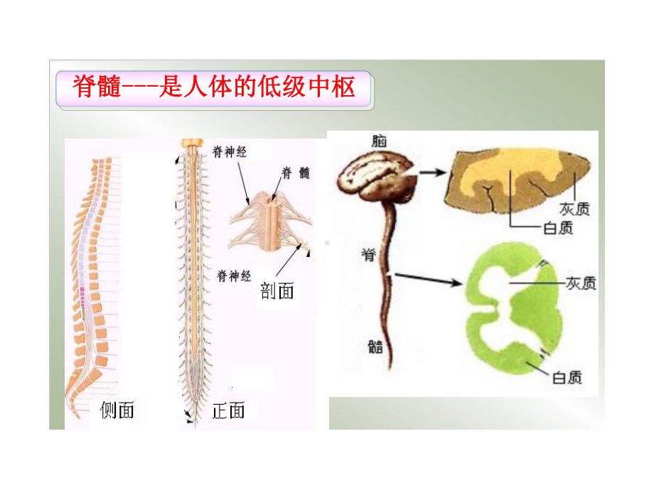 大脑是神经系统最高级的中枢课件.ppt_第3页