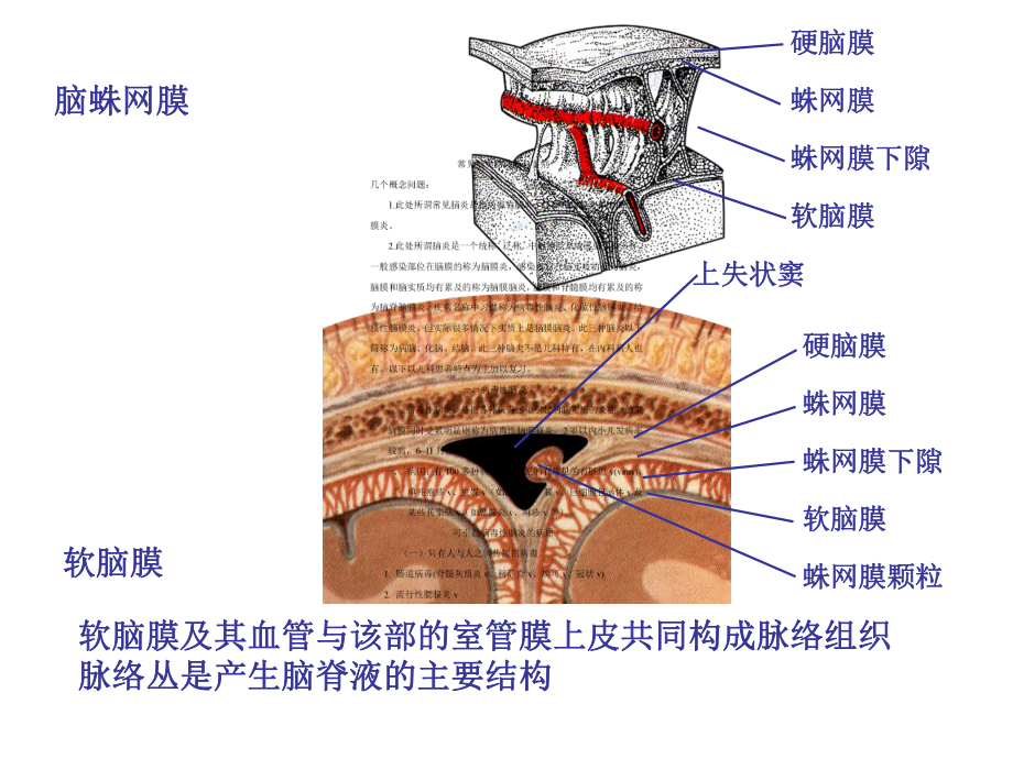 常见脑炎诊断及治疗课件.ppt_第2页