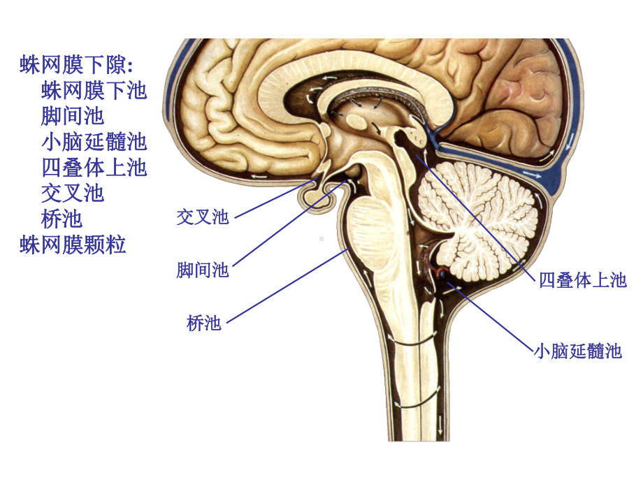 常见脑炎诊断及治疗课件.ppt_第3页