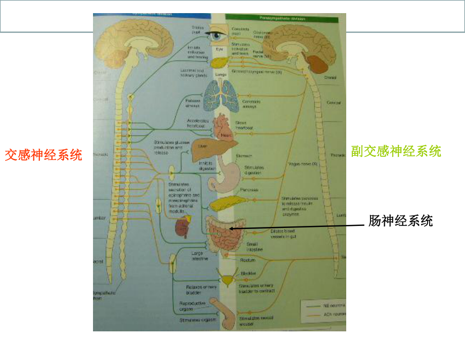 自主神经系统的结构和机能课件.ppt_第2页