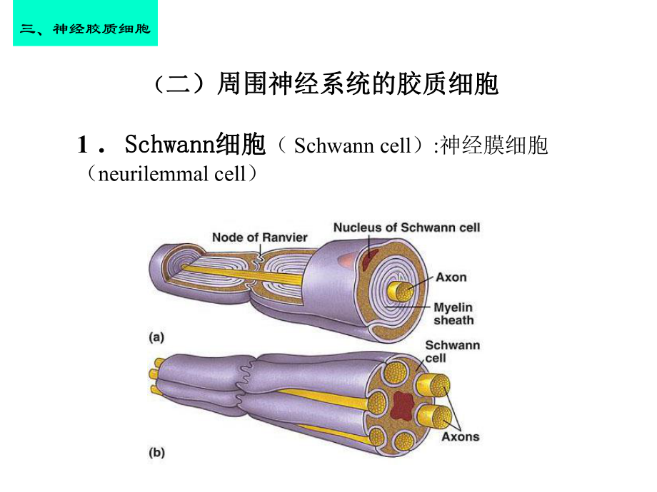 [医学]08神经组织2大班2C皮肤课件.ppt_第1页