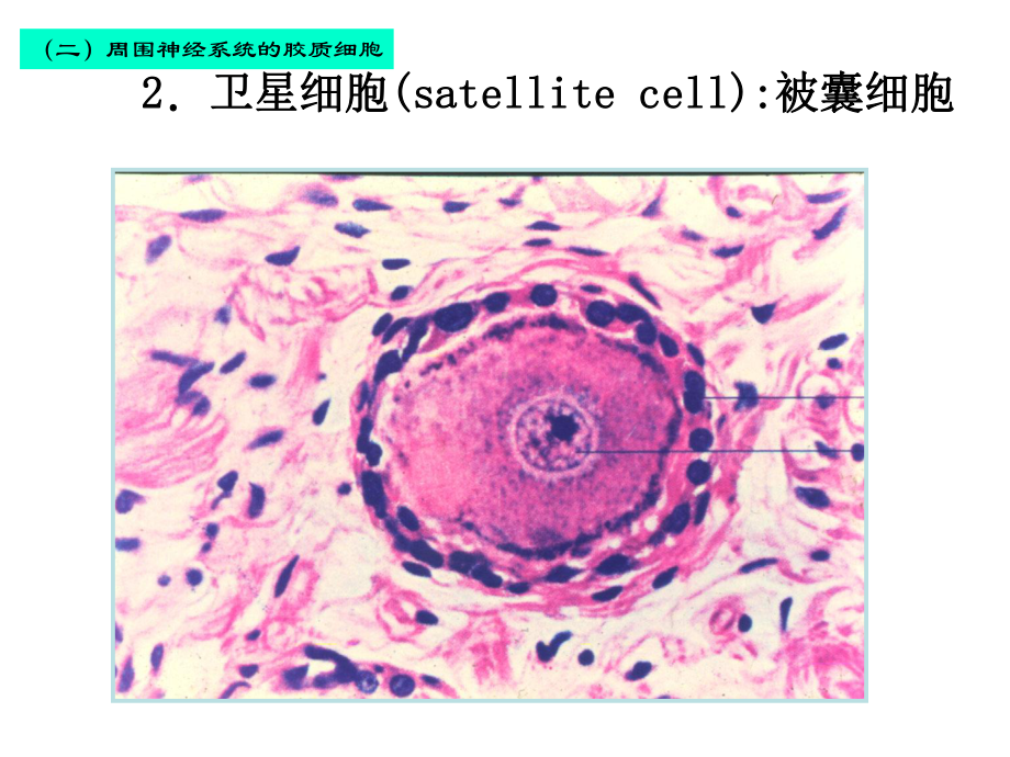 [医学]08神经组织2大班2C皮肤课件.ppt_第3页