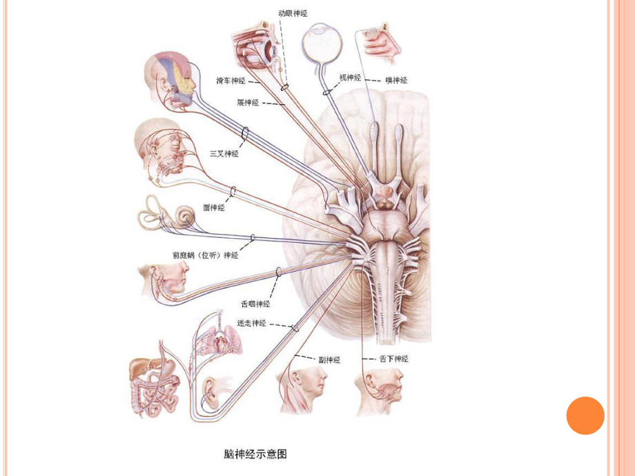 神经系统反射检查课件.ppt_第3页