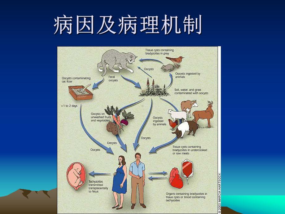 脑囊虫病诊断和鉴别课件.ppt_第3页