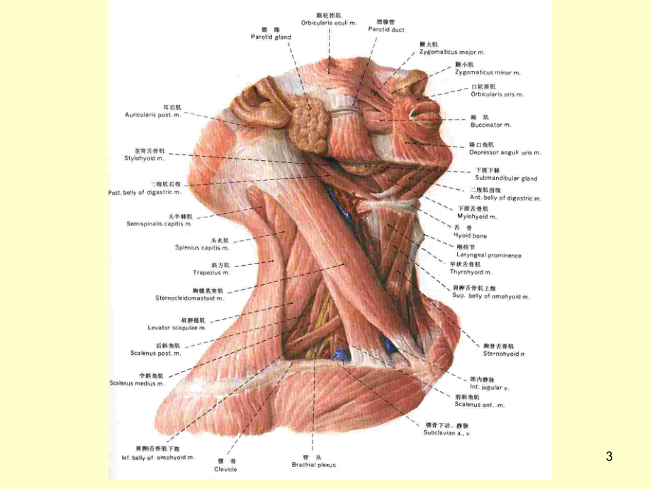 颈部肌肉神经血管详解课件.ppt_第3页