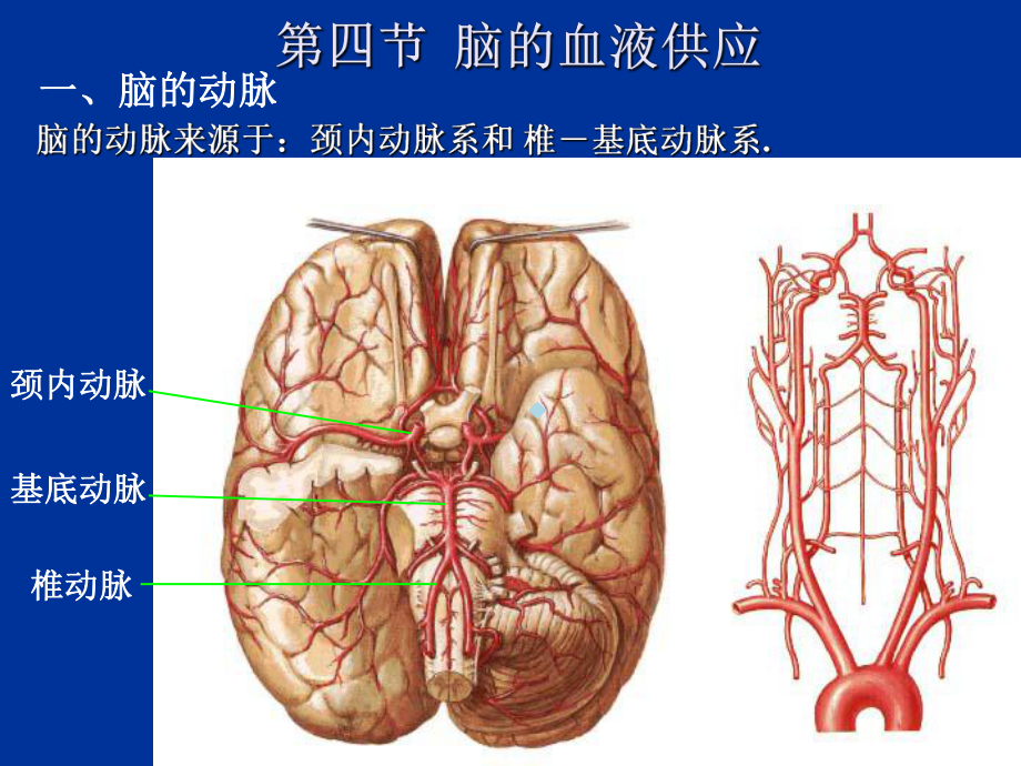 脑的血管解剖课件.ppt_第1页