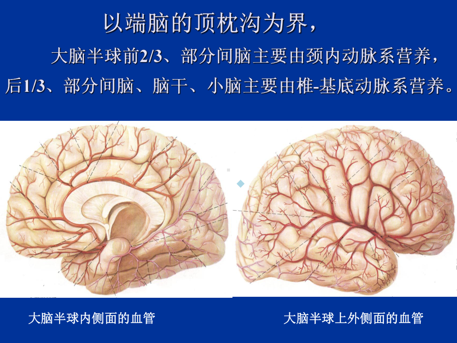 脑的血管解剖课件.ppt_第2页