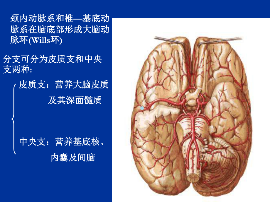 脑的血管解剖课件.ppt_第3页