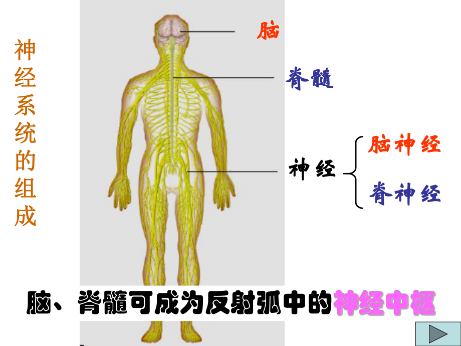 大脑(神经系统的结构和功能)课件.ppt_第1页