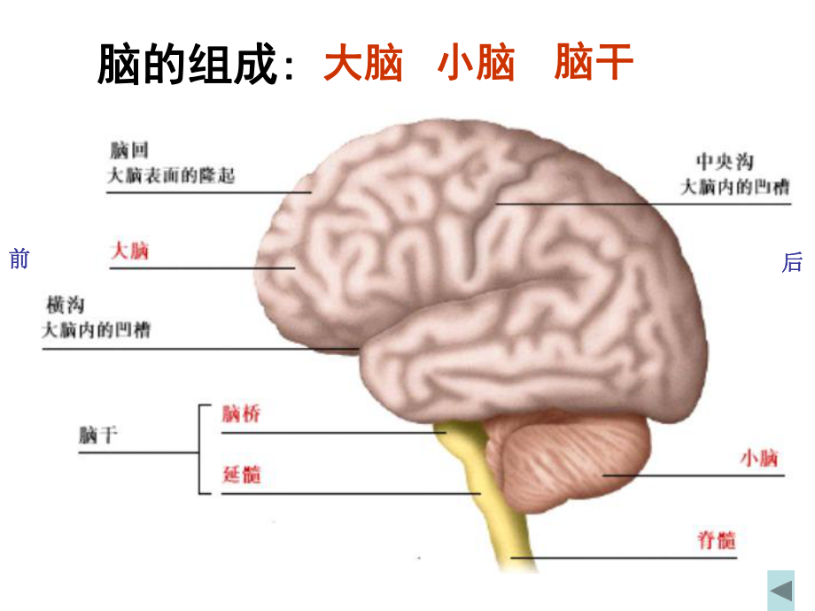 大脑(神经系统的结构和功能)课件.ppt_第3页