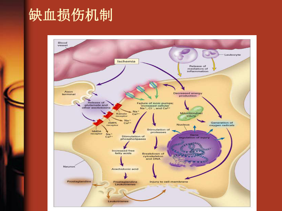 从神经保护到神经血管单元保护(卒中巡讲)课件.ppt_第3页