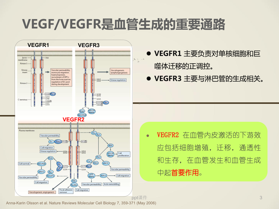 肝癌靶向药物的研发进展-ppt课件.ppt_第3页