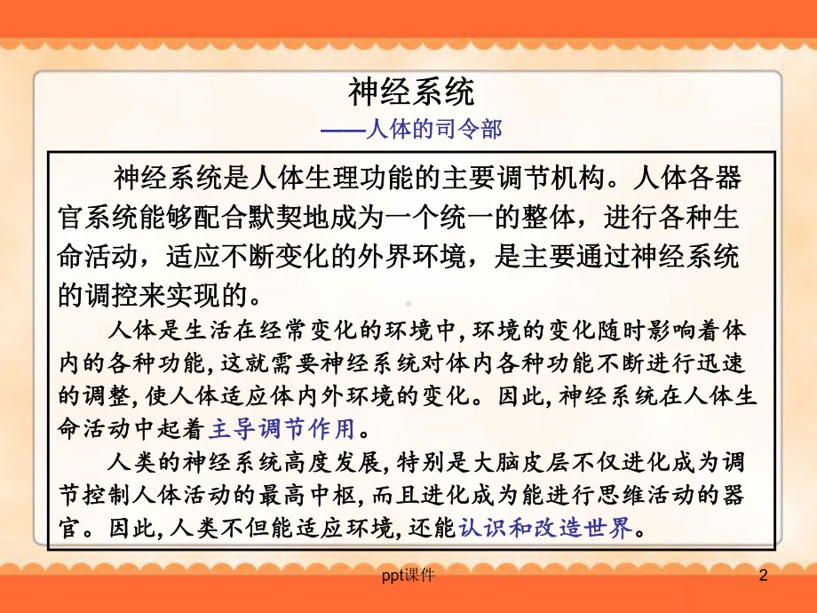 学前卫生学-神经系统-ppt课件.ppt_第2页