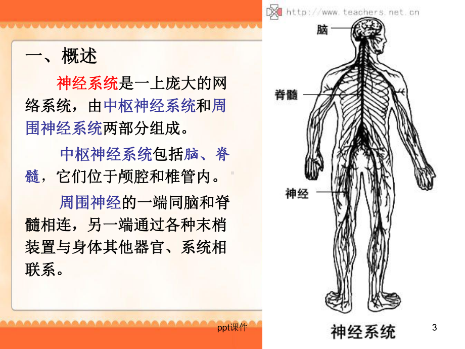 学前卫生学-神经系统-ppt课件.ppt_第3页