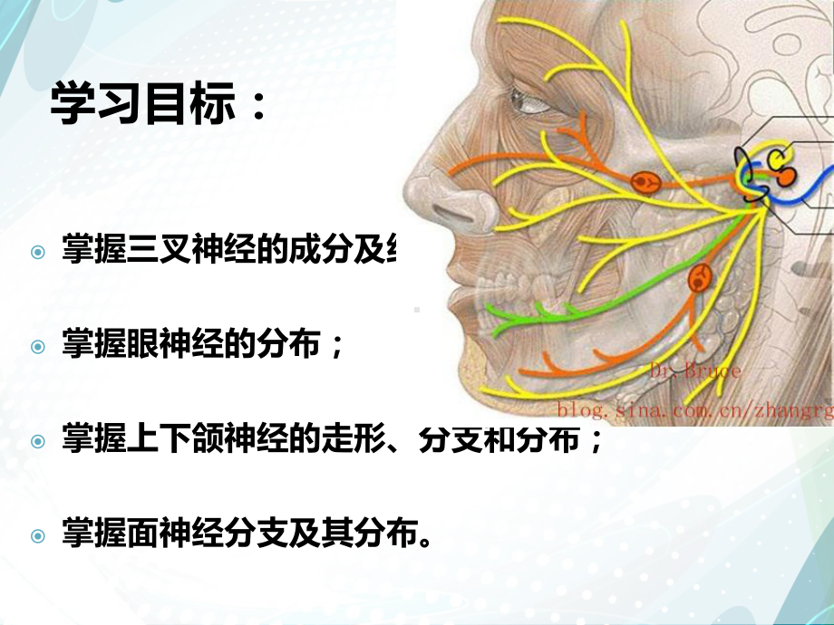 面神经解剖ppt图片