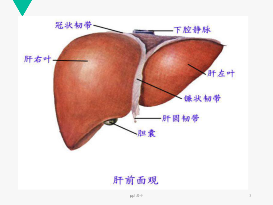 肝癌的手术配合-ppt课件.ppt_第3页