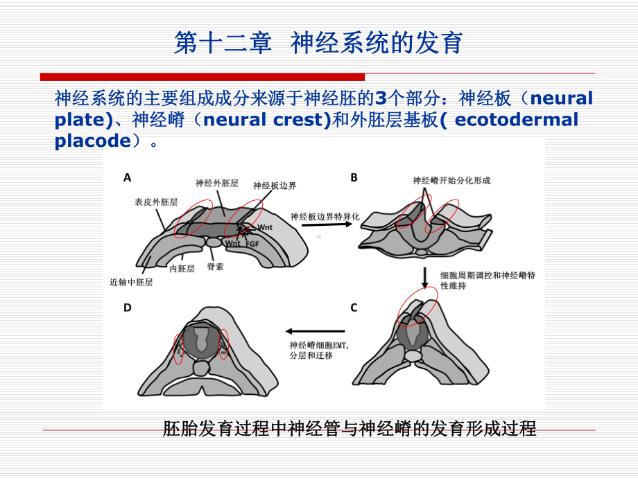 第十二章神经嵴的形成与神经系统发生分析课件.ppt_第2页