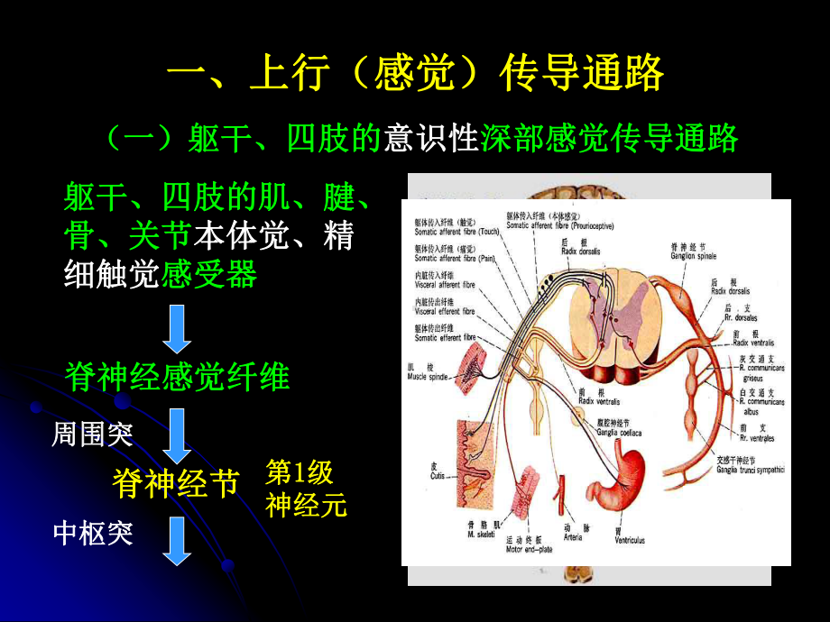 人体解剖学-神经系统传导通路-PPT课件.ppt_第2页