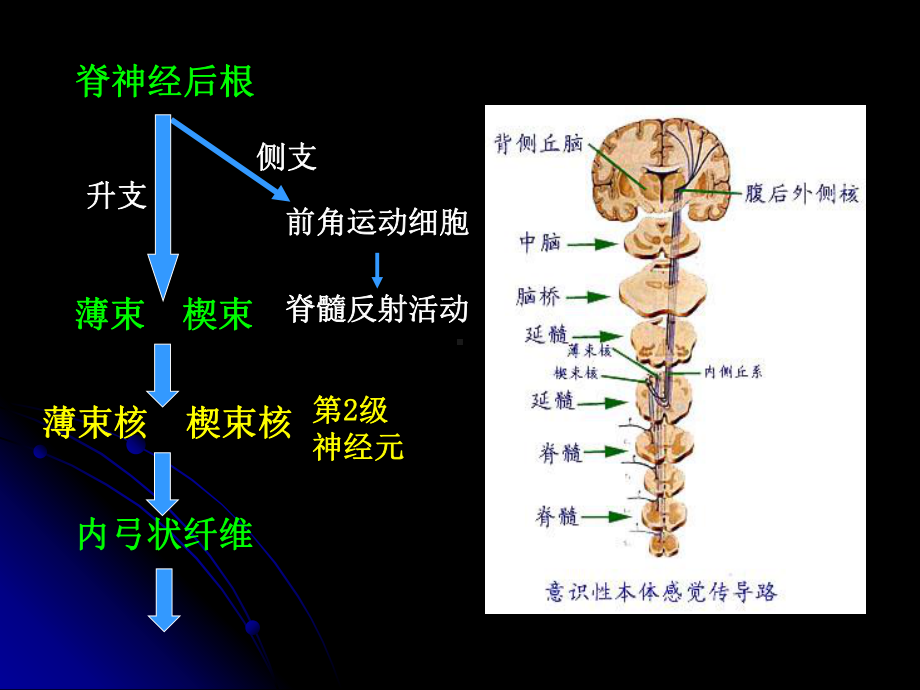 人体解剖学-神经系统传导通路-PPT课件.ppt_第3页