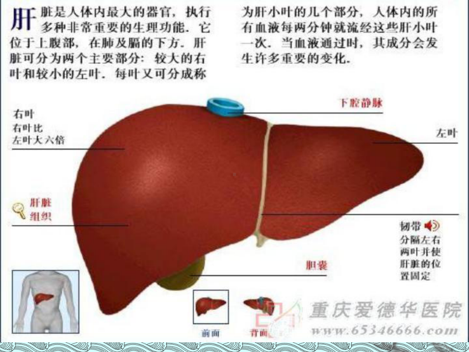 肝损伤ppt课件.ppt_第3页