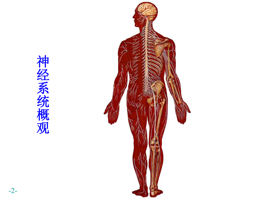 神经系统-运动传导通路PPT课件.ppt_第2页