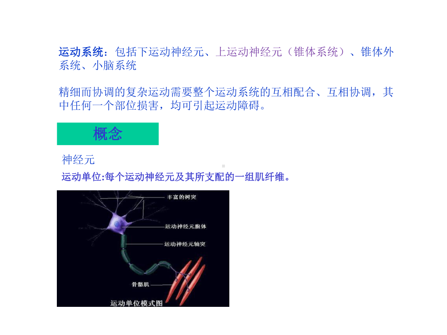 神经系统-运动传导通路PPT课件.ppt_第3页