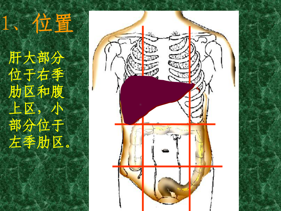 肝脏的解剖、分叶.课件.ppt_第3页