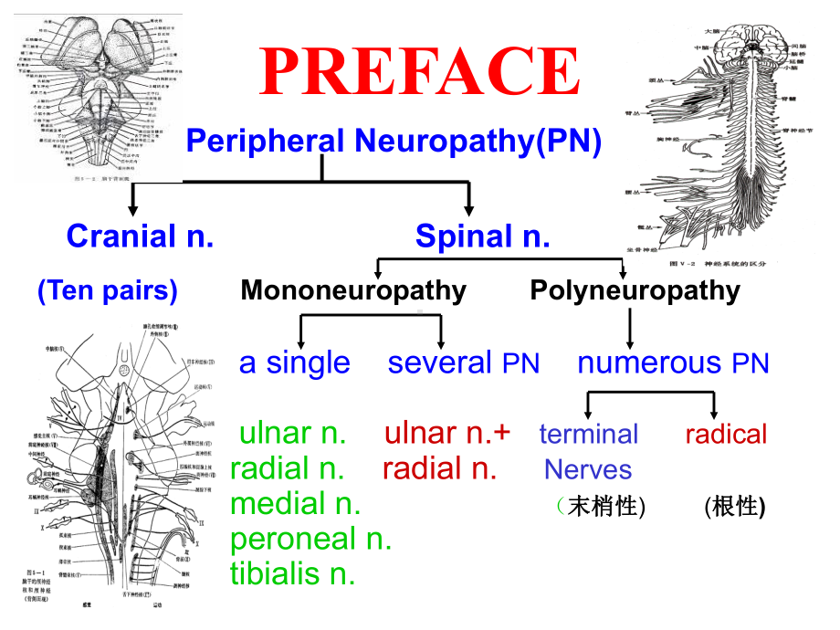 七年制医学课件 神经病学 13Peripheral neuropathy.ppt_第2页