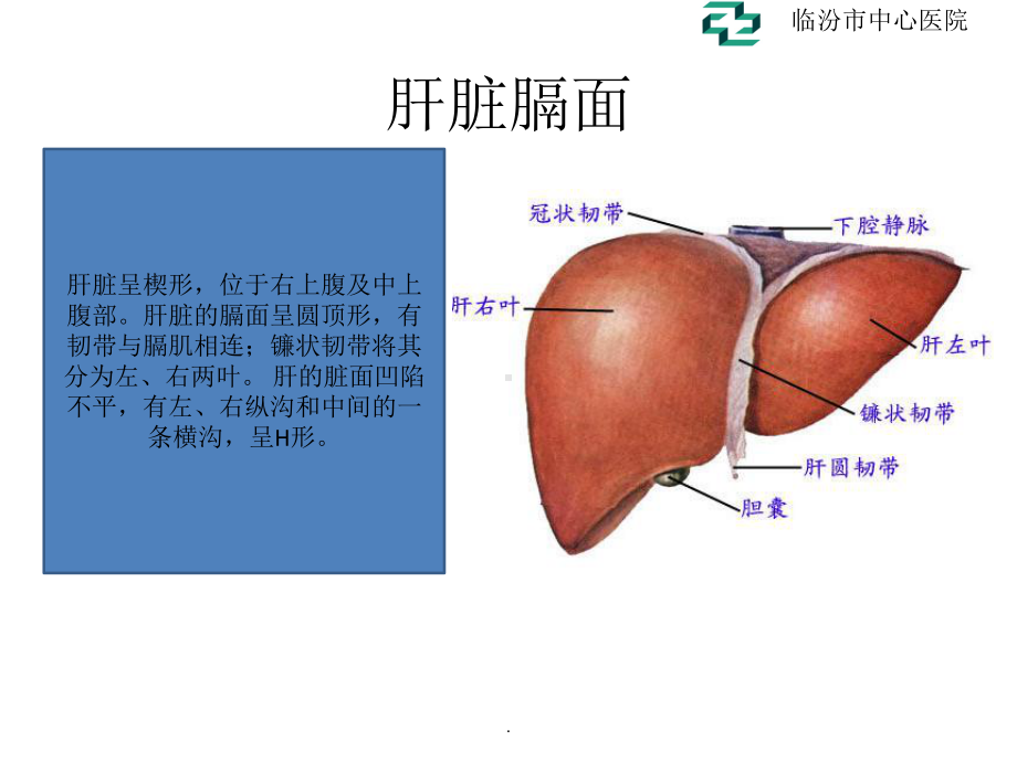 肝脏的超声分叶分段课件.ppt_第2页