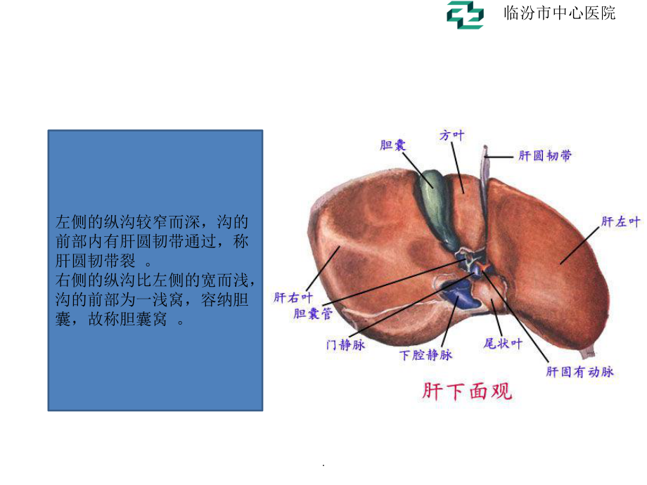 肝脏的超声分叶分段课件.ppt_第3页