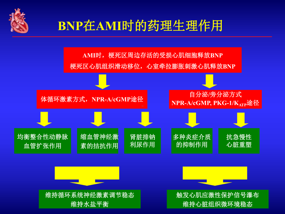 新活素(脑钠肽)：急性心肌梗死(AMI)临床治疗1课件.ppt_第2页