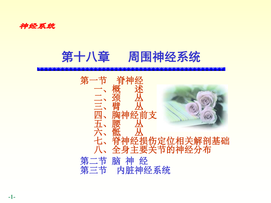 周围神经系统课件.ppt_第1页