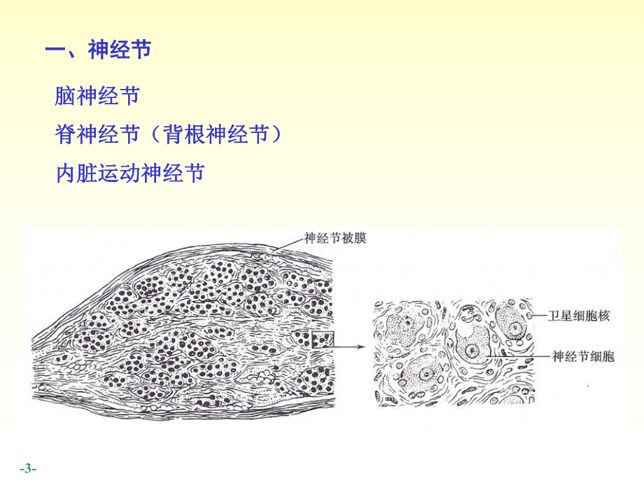 周围神经系统课件.ppt_第3页