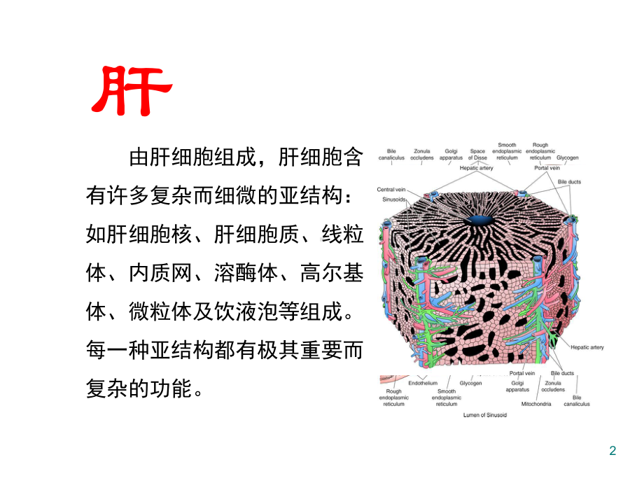 肝脏病常用的实验室检查优质PPT课件.ppt_第2页