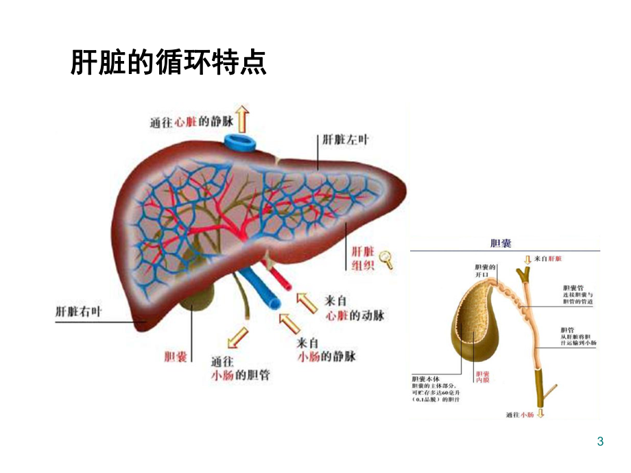 肝脏病常用的实验室检查优质PPT课件.ppt_第3页