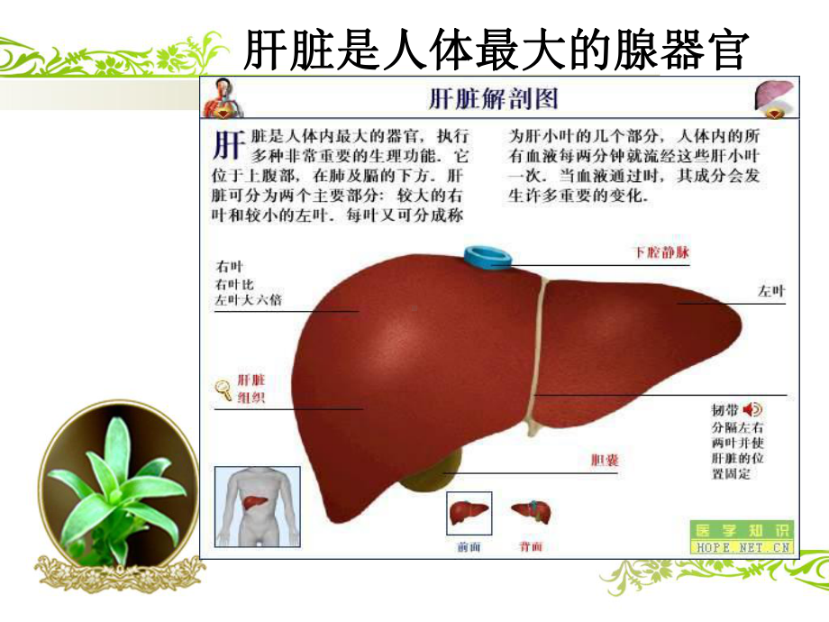 肝硬化-上消化道出血-PPT课件.ppt_第2页