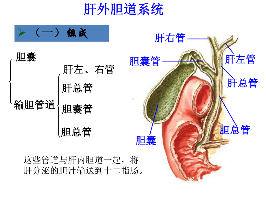 肝外胆道理论课讲诉课件.ppt_第3页