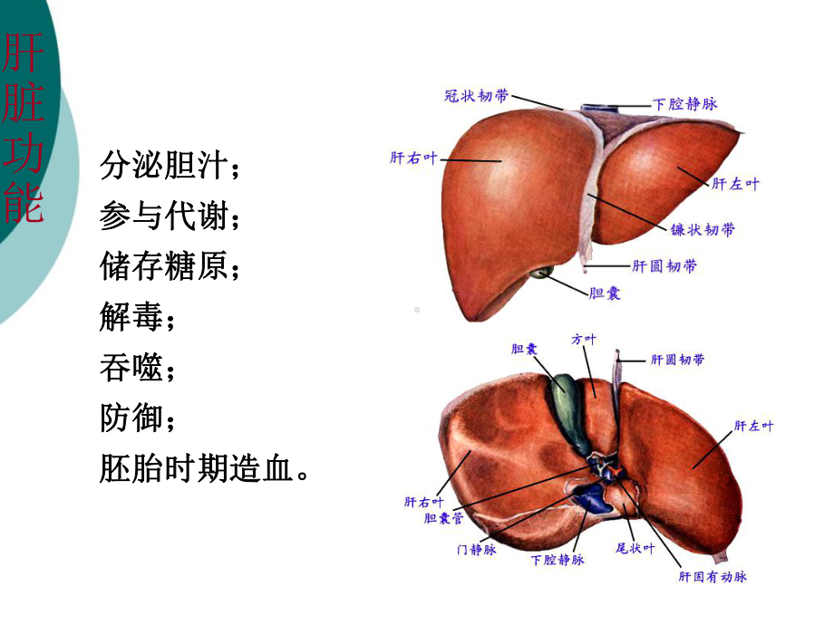 肝脏的CT影像诊断课件.ppt_第3页