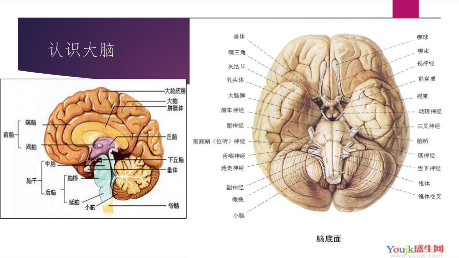 老年人脑血管病的预防课件.ppt_第2页