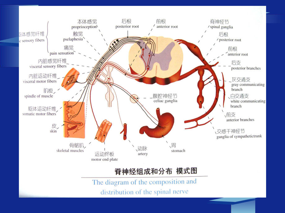 周围神经定位诊断-PPT课件.ppt_第2页